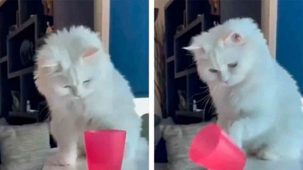 Video Captures the Destructive Power of Cats