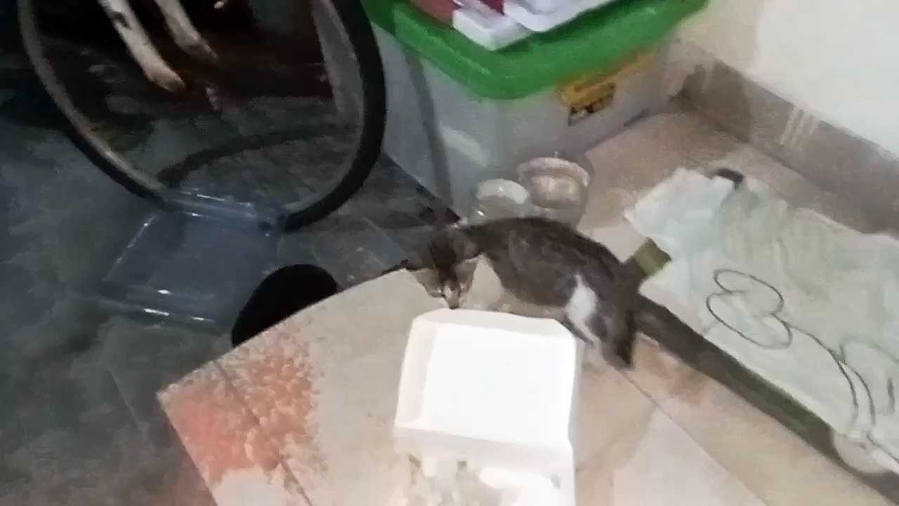 Prank Anak Kucing Gak Kenal Kabur