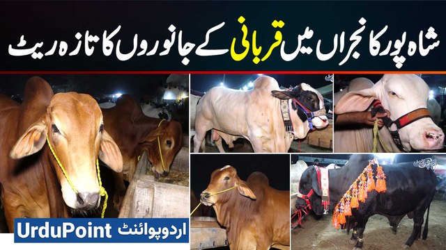 Sacrificial Animal Market Opens In Shahpur Kanjran - Prices & Sales In Full Swing - Eid Ul Adha 2025