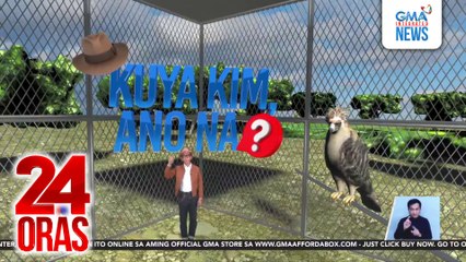 2 ni-rescue na PHL Eagle na sina Kalatungan 1 at Lyra Sinabadan, balik sa wild bilang parte ng PHL Eagle Reintroduction Program ng PEF | 24 Oras