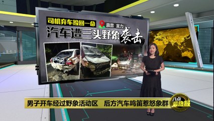 野象突袭车辆！后方鸣笛惹怒象群，司机惊险逃生🦣