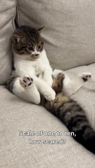 My Cat's Purr-sonal Jump Scare