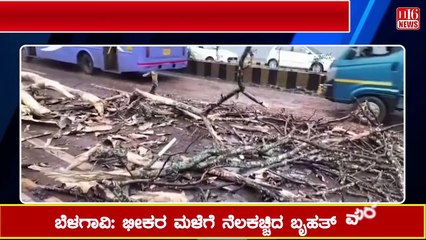 ಬೆಳಗಾವಿ-ಭೀಕರ ಮಳೆಗೆ ನೆಲಕಚ್ಚಿದ ಬೃಹತ್ ಮರ | Belgaum - A huge tree fell due to heavy rains | Karnataka