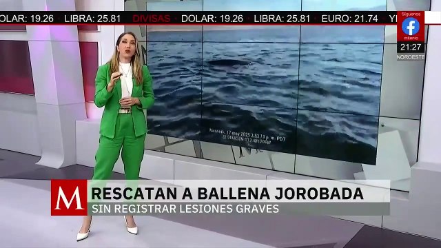 Rescatan a ballena jorobada atrapada en redes en Baja California