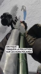 Arctique : traquer la pollution sur les ours polaires