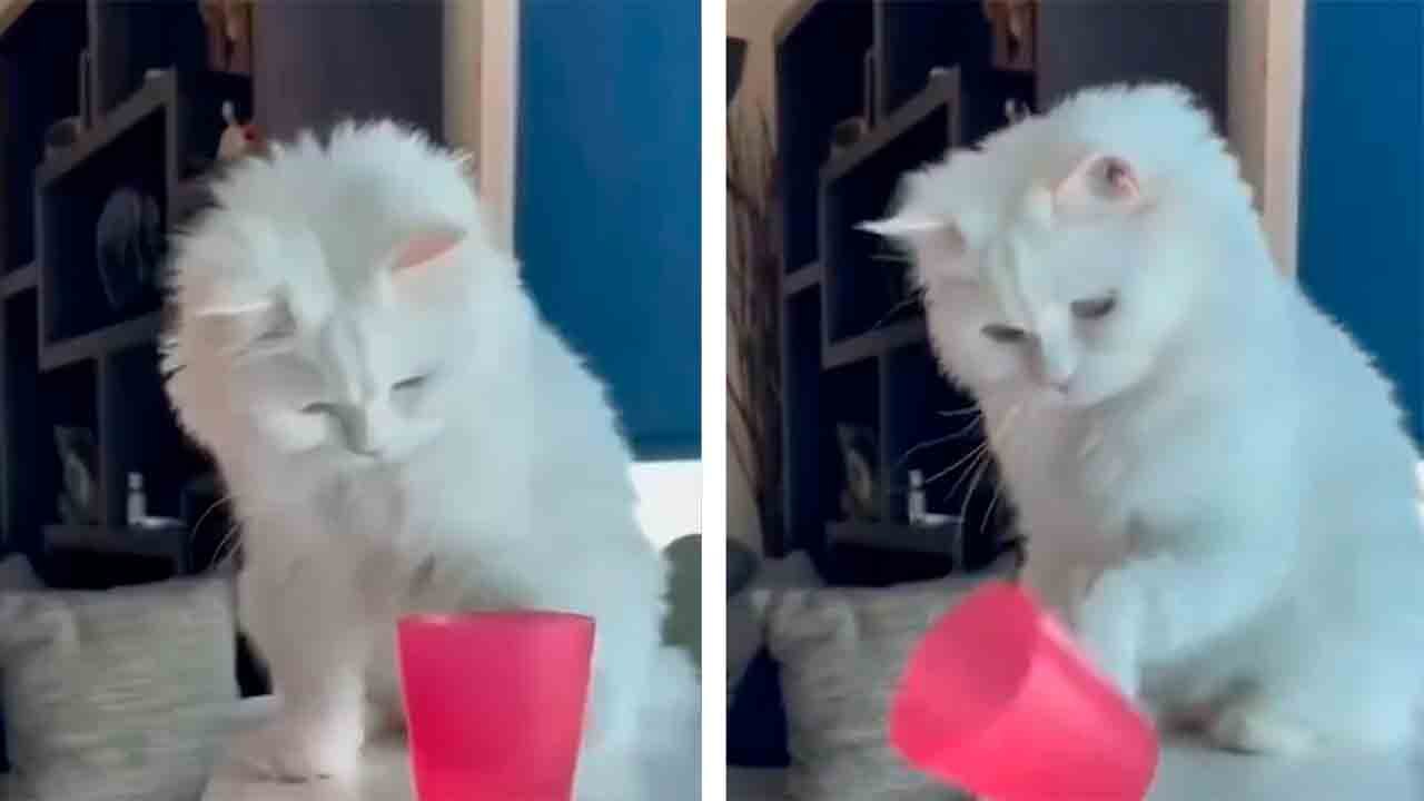 Video zeigt die zerstörerische Kraft von Katzen