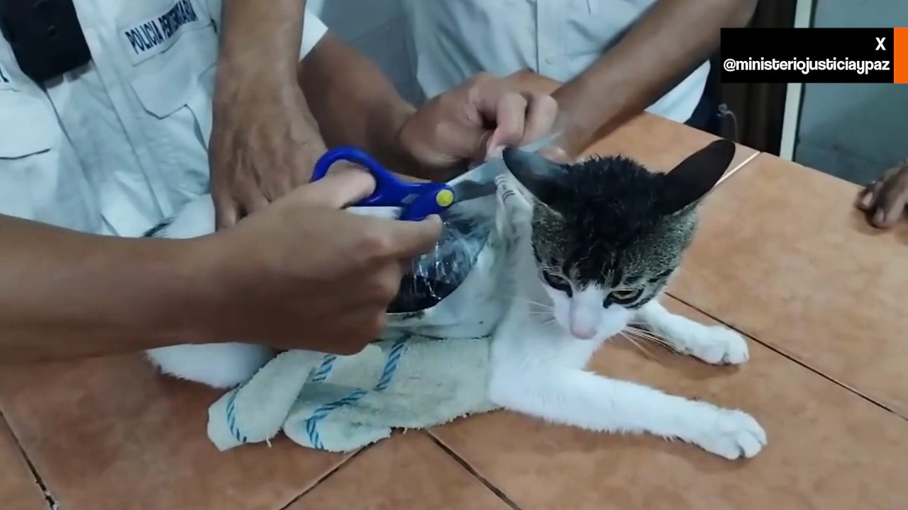 Katze beim Versuch erwischt, mit Schmuggelware ins Gefängnis zu gelangen