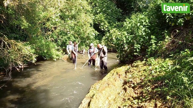 Anguilles, truites, loches, goujons, témoins de la santé de la Grande Gette