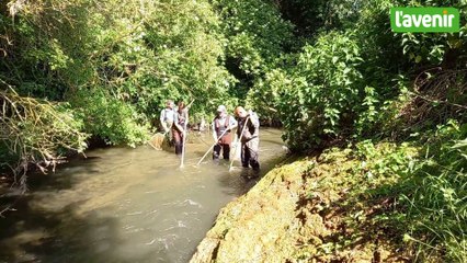 Anguilles, truites, loches, goujons, témoins de la santé de la Grande Gette