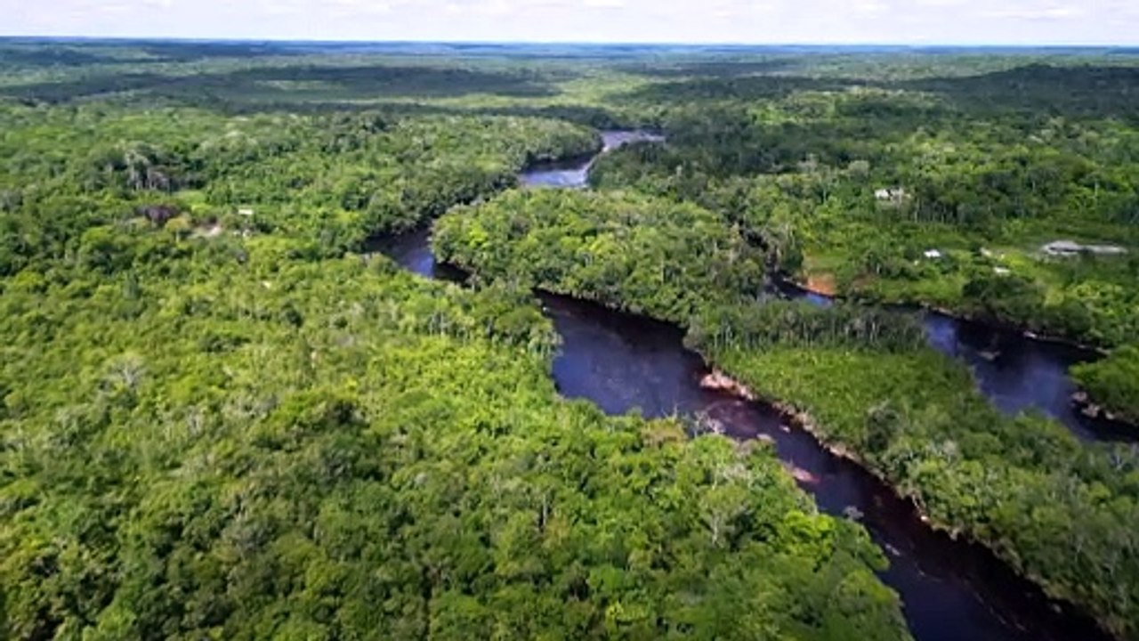 Destruição de florestas tropicais bate recorde em 2024 com deterioração no Brasil