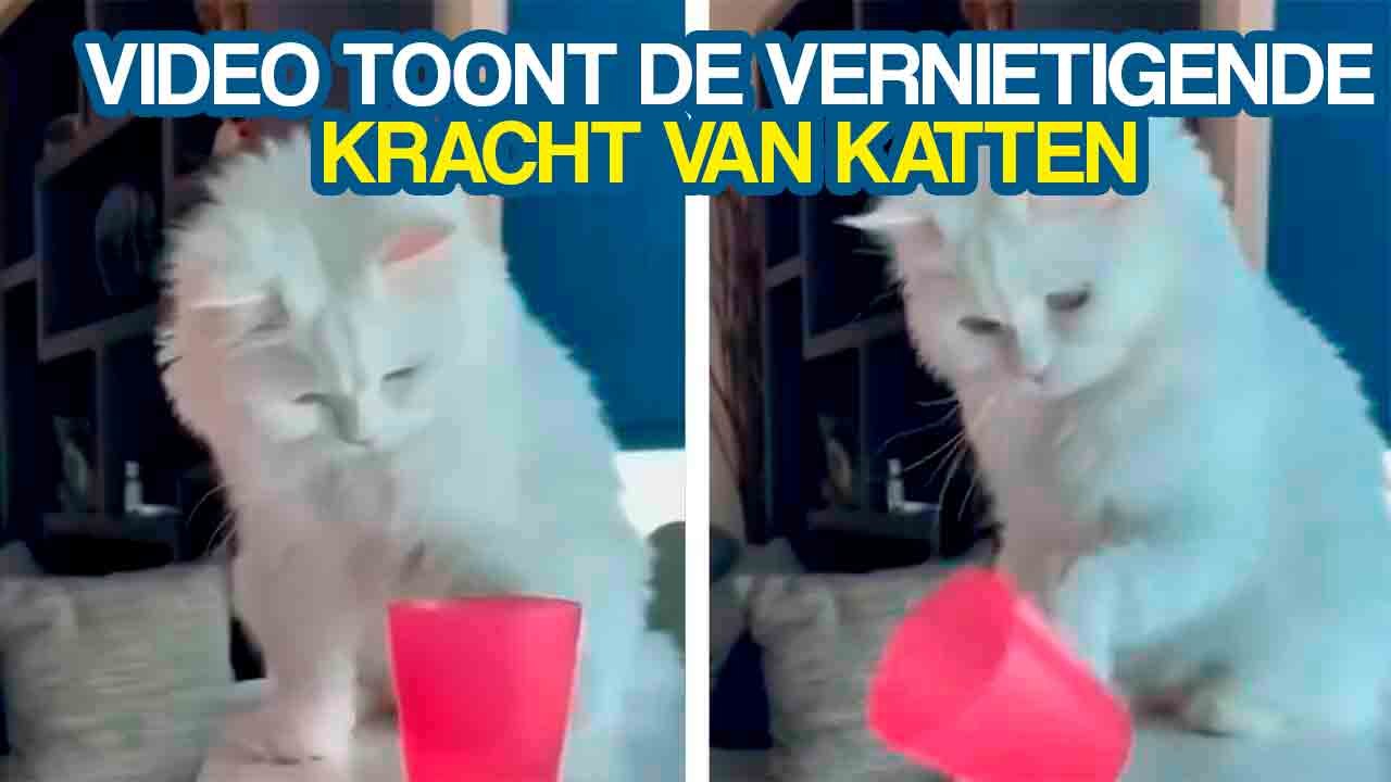Video toont de vernietigende kracht van katten
