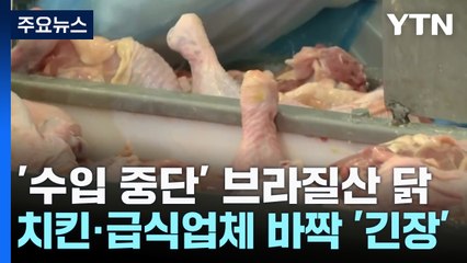 '수입 중단' 브라질산 닭...치킨·급식업체 바짝 '긴장' / YTN