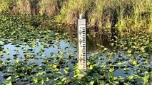 En Floride, une sécheresse extrême affecte faune et tourisme dans les Everglades