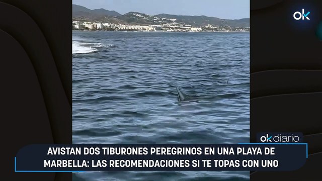 Avistan dos tiburones peregrinos en una playa de Marbella las recomendaciones si te topas con uno