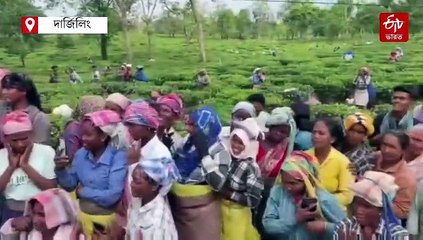 চা-বাগানের মহিলাদের শাড়ি, ছোটদের পুতুল-চকোলেট উপহার ! উত্তরবঙ্গে জনসংযোগে মমতা