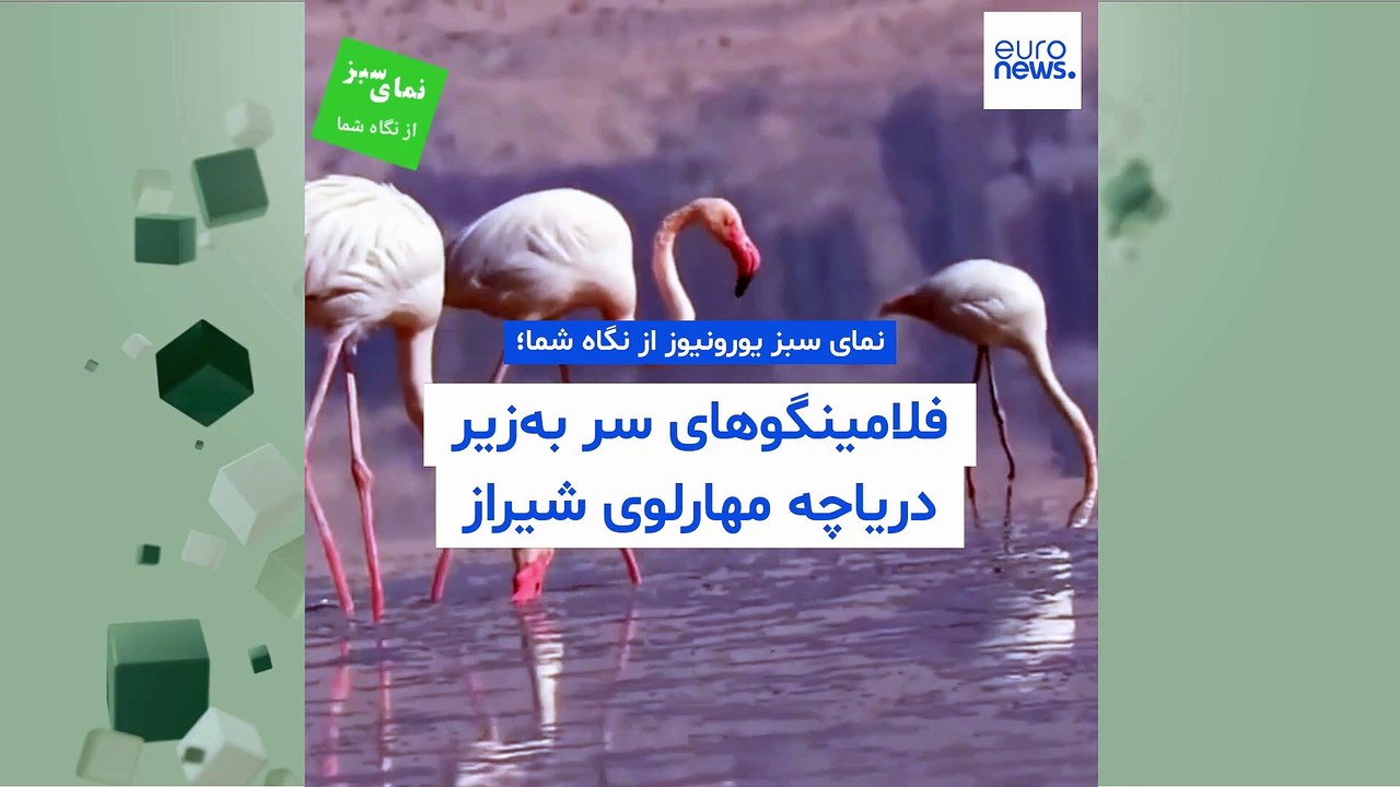 نمای سبز یورونیوز از نگاه شما؛ فلامینگوهای سر به‌زیر دریاچه مهارلوی شیراز