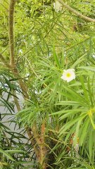 Flower trees Nature Video in tamil shorts video