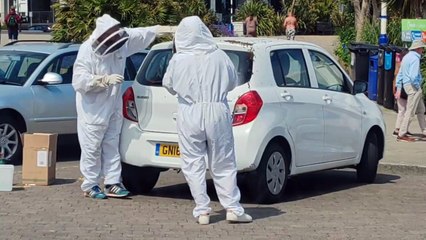 Beekeepers remove swarm from car