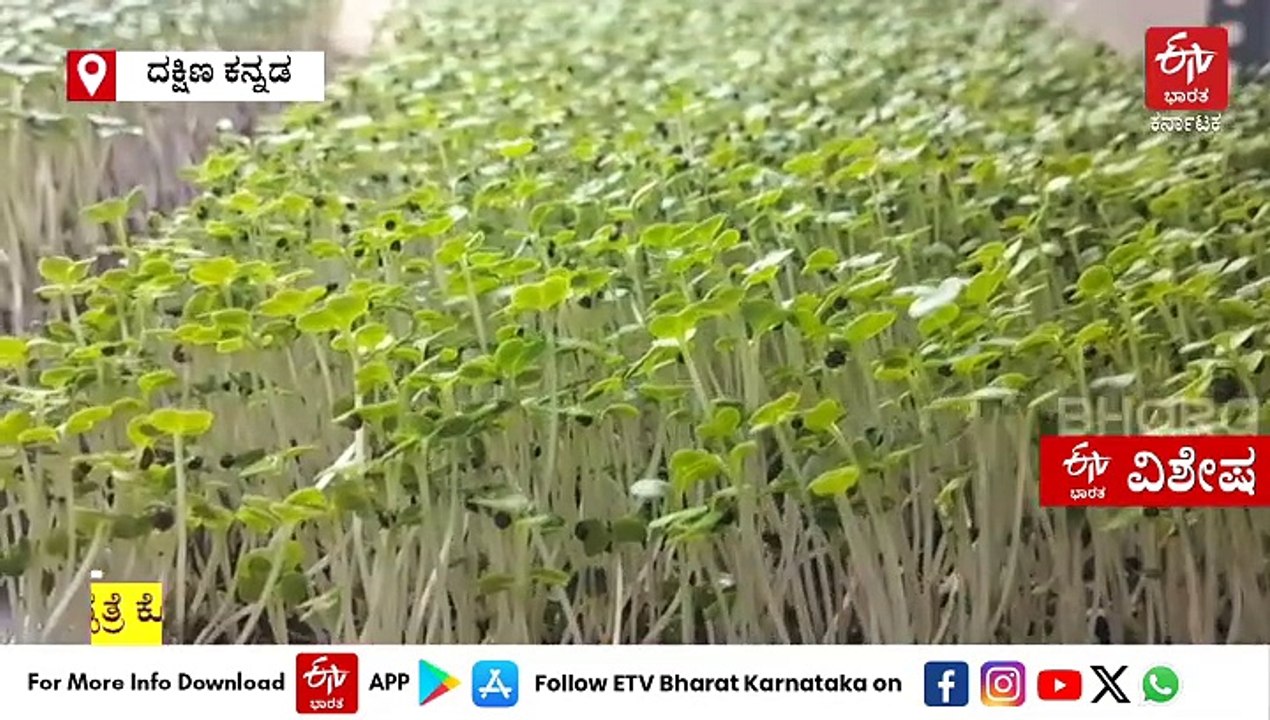 ಮಂಗಳೂರಿನಲ್ಲಿ ಮೈಕ್ರೊಗ್ರೀನ್ ಬೆಳೆದು ಪ್ರಯೋಗ ಮಾಡಿದ ಆಯುರ್ವೇದಿಕ್ ವೈದ್ಯೆ: ಹಲವು ರೋಗ ತಡೆಗೂ ಇದು ಉಪಕಾರಿ