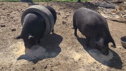 The Joy of Raising Pigs - We're Tired of This