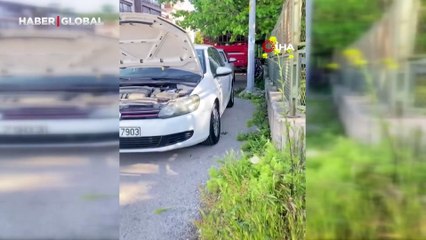 Başkentte kedi kurtarma operasyonu