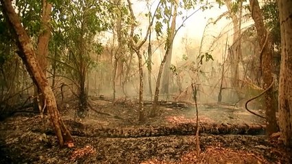 Récord de destrucción de bosques tropicales en 2024 con un grave deterioro en Brasil y Bolivia