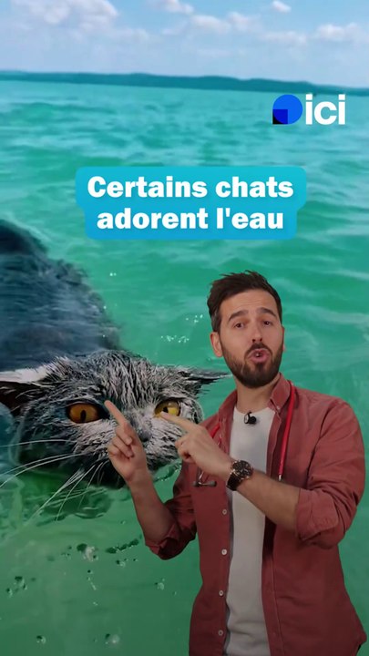 Pourquoi les chats détestent l'eau (mais pas tous)