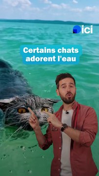 Pourquoi les chats détestent l'eau (mais pas tous)