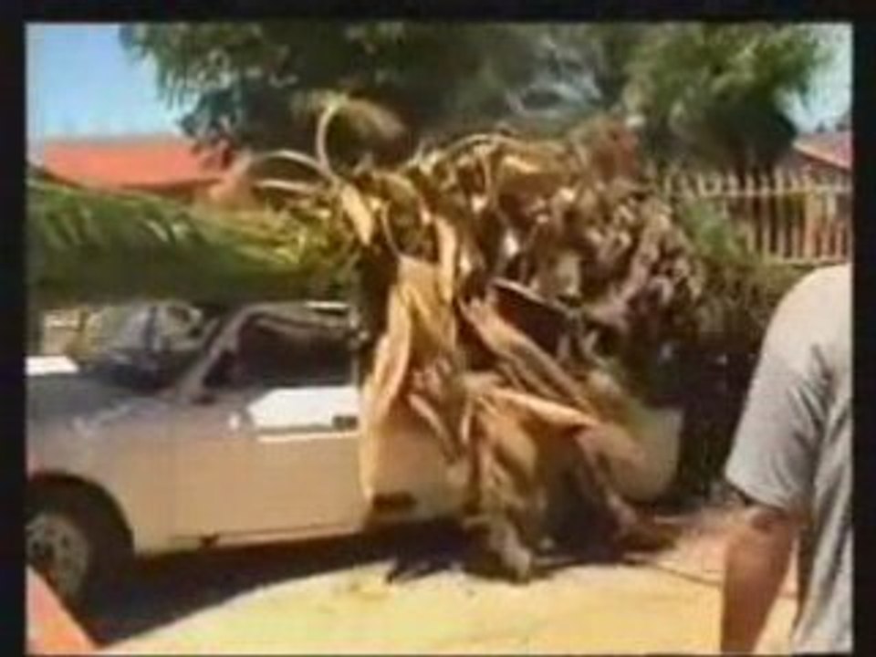 Régis déracine un palmier avec sa voiture