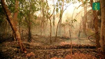 Récord de destrucción de bosques tropicales en 2024 con un grave deterioro en Brasil y Bolivia