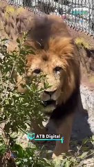 León devora a su cuidador en Irak