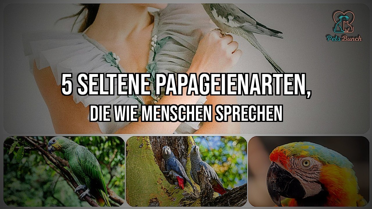 5 Seltene Papageienarten, die wie Menschen Sprechen - Entdeckt die Intelligenz der Vögel!