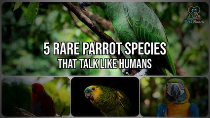 5 Incredible Parrot Species That Talk Like Humans!