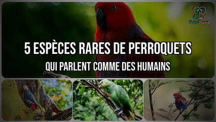 5 Espèces rares de perroquets qui parlent comme des humains - Les plus incroyables !