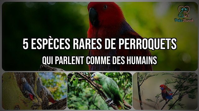 5 Espèces rares de perroquets qui parlent comme des humains - Les plus incroyables !