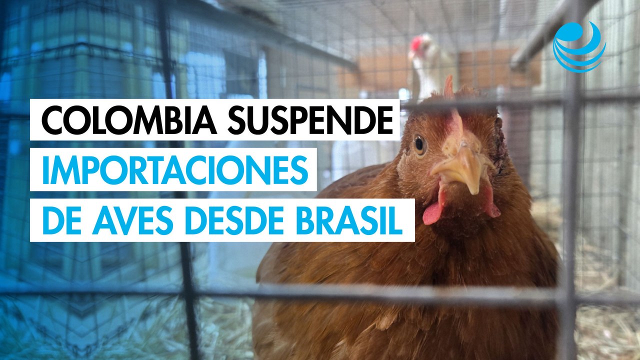 Colombia suspende temporalmente las importaciones de aves vivas desde Brasil