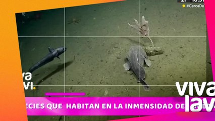 Animales que viven en la inmensidad del mar