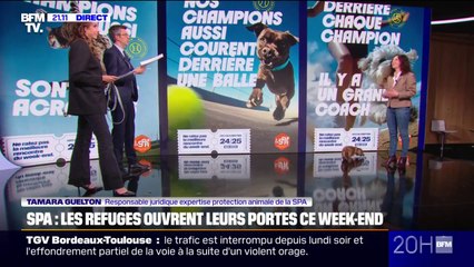 SPA: tous les refuges en France ouvrent leurs portes ce week-end pour trouver des familles aux petits pensionnaires