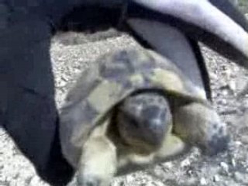 2008-03-08-video-tortuga-mora