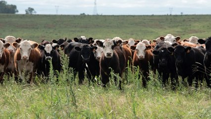 Las vacas fantasmas de Uruguay
