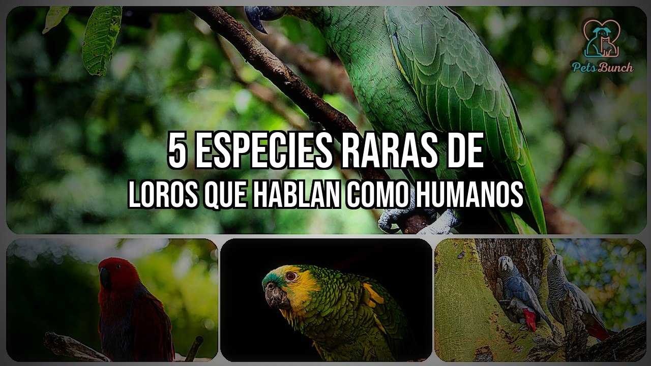 5 Especies Raras de Loros que Hablan como Humanos - Mira sus Habilidades Sorprendentes