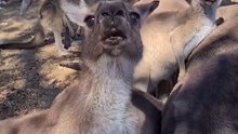 Kangaroo saying Hi, only in Australia