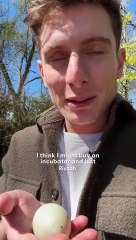 🥊 Boxer vs. Mama Goose: Mike’s Sewer Rescue of Adorable Ducklings! 🦆❤️