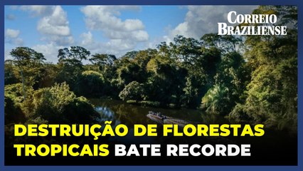 Destruição de florestas tropicais bate recorde em 2024 com aumento de incêndios