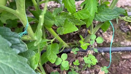 Domateste hatalı yetiştiricilik teknikleri (Wrong cultivation techniques in tomatoes) #domates #tomato