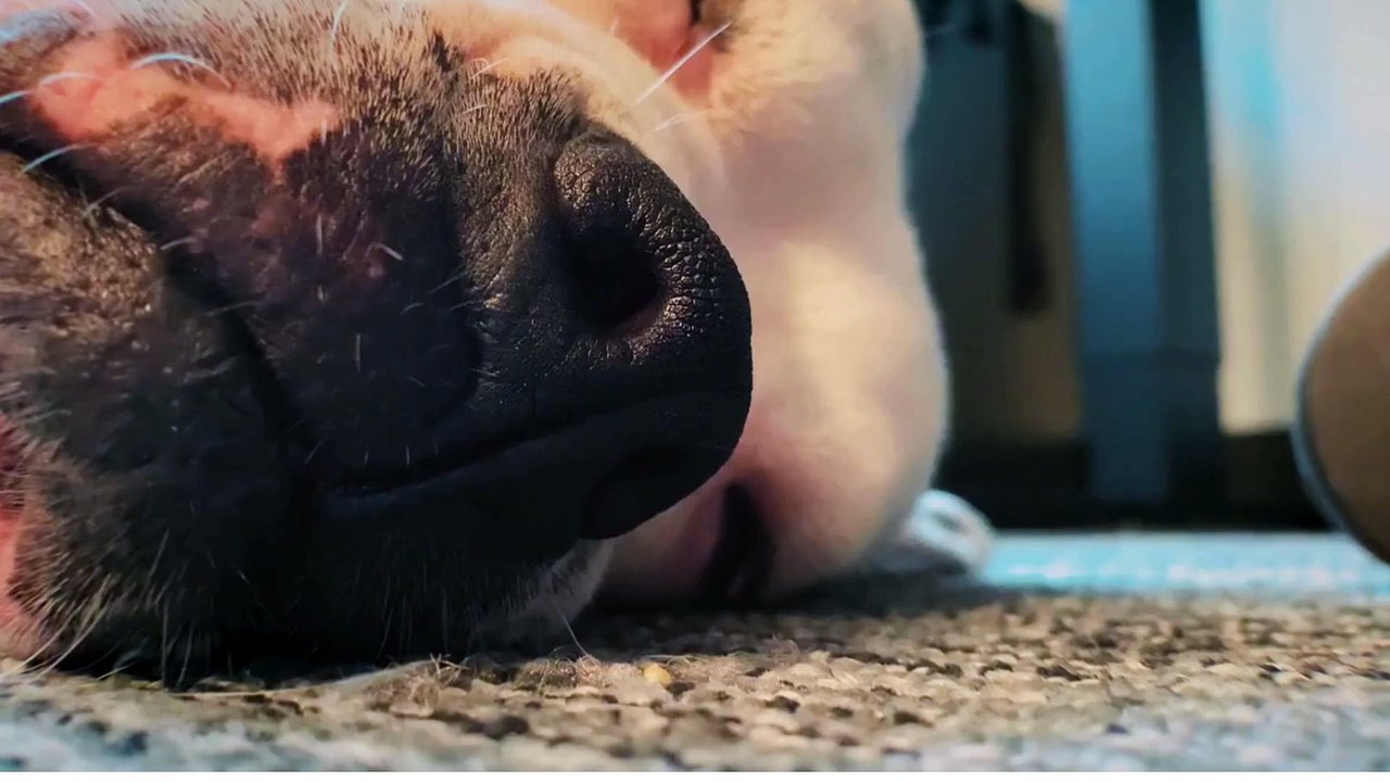 From Wolves to Best Friends: The Story of Dogs