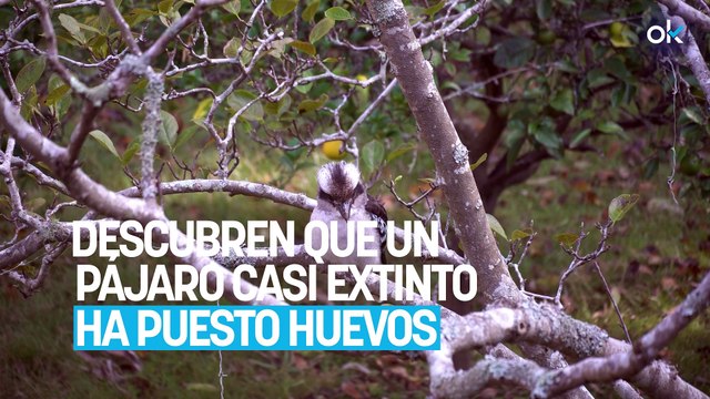 Los científicos no dan crédito: descubren que un pájaro casi extinto ha puesto huevos por primera vez en 40 años