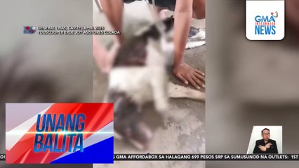 2 alagang aso, nilason umano ng kapitbahay; isa, patay | Unang Balita