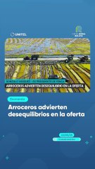 Arroceros advierten desequilibrios en la oferta