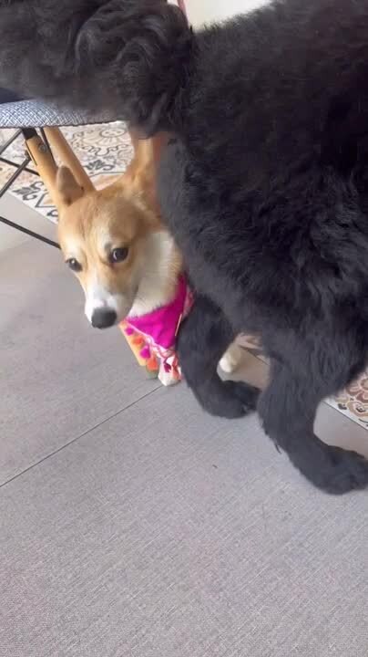 Dog Looks Annoyed by Other Dog's Constant Tail Wagging